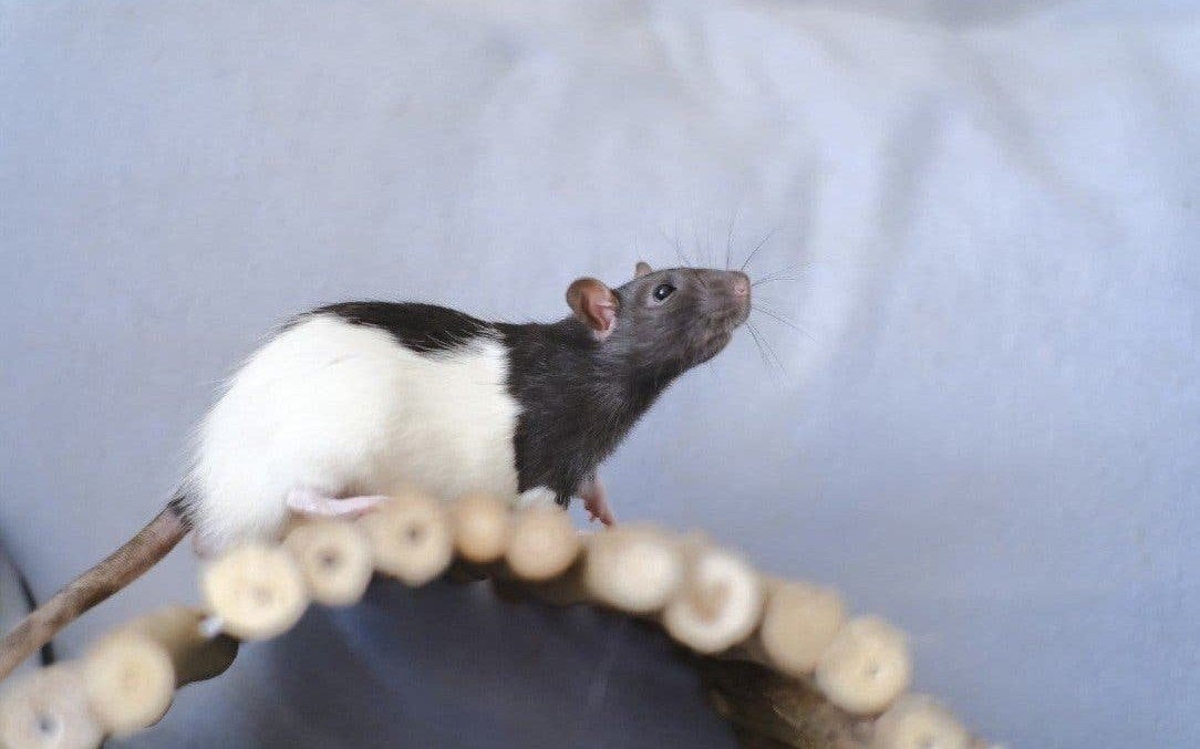 tamme rat Mees, Dieren en Toebehoren, Rat, Mannelijk, Januari, Tam