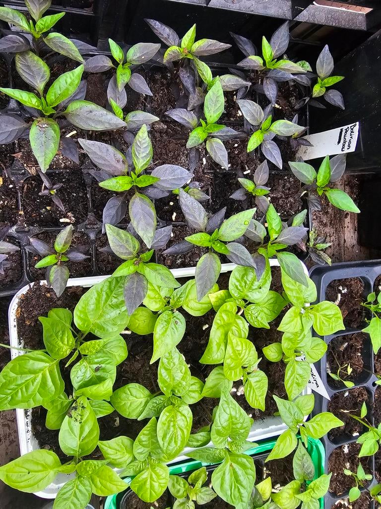 Madame jeanette plantjes, Tuin en Terras, Planten | Tuinplanten, Ophalen of Verzenden, Eenjarig, Overige soorten, Volle zon