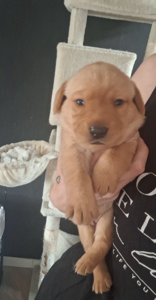Prachtige pups 1 blond 1 redfox labradors, Dieren en Toebehoren, 8 tot 15 weken, Labrador retriever, Meerdere, Meerdere dieren