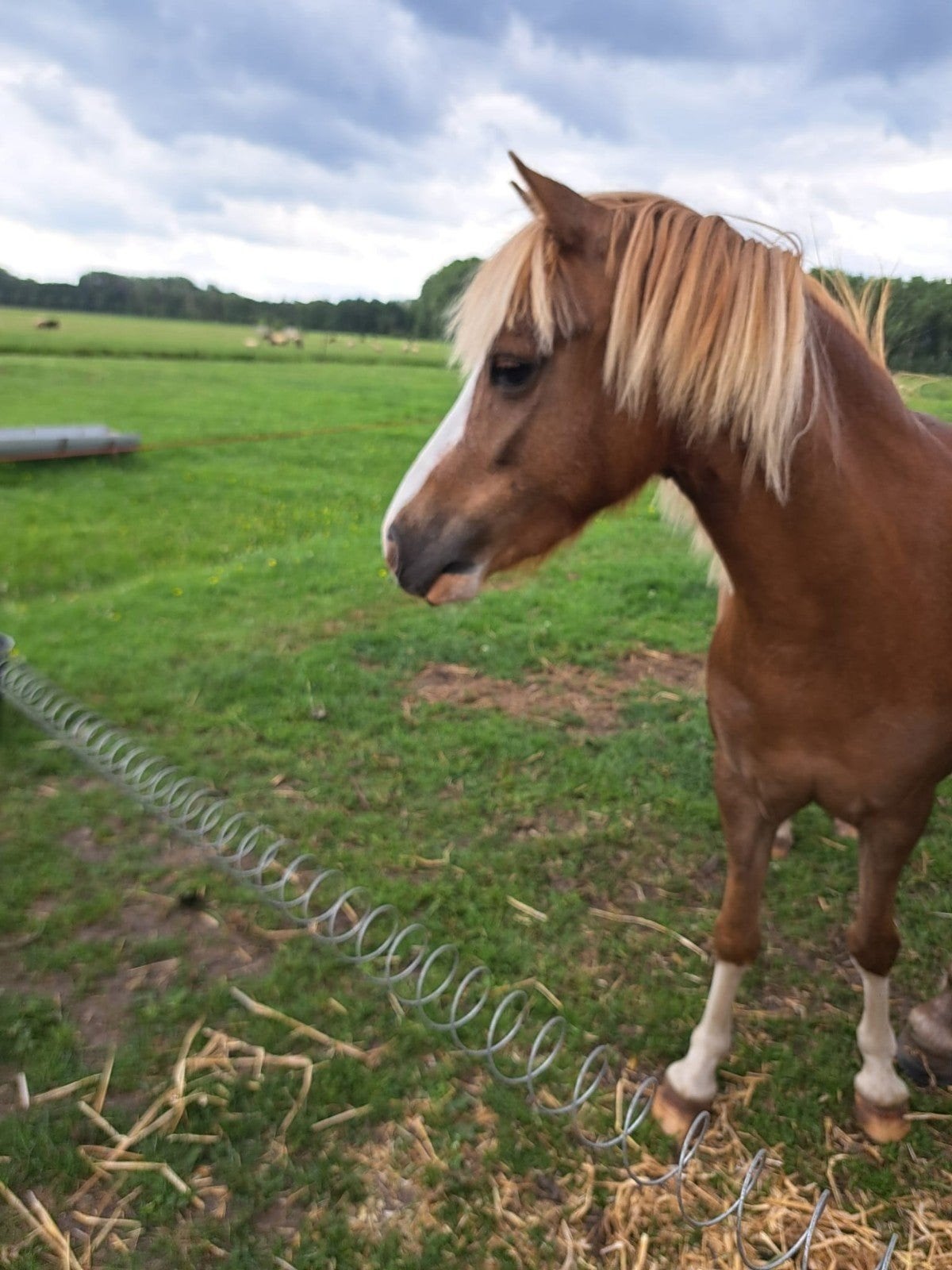 Welsh A pony  fok merrie, Merrie, Zadelmak
