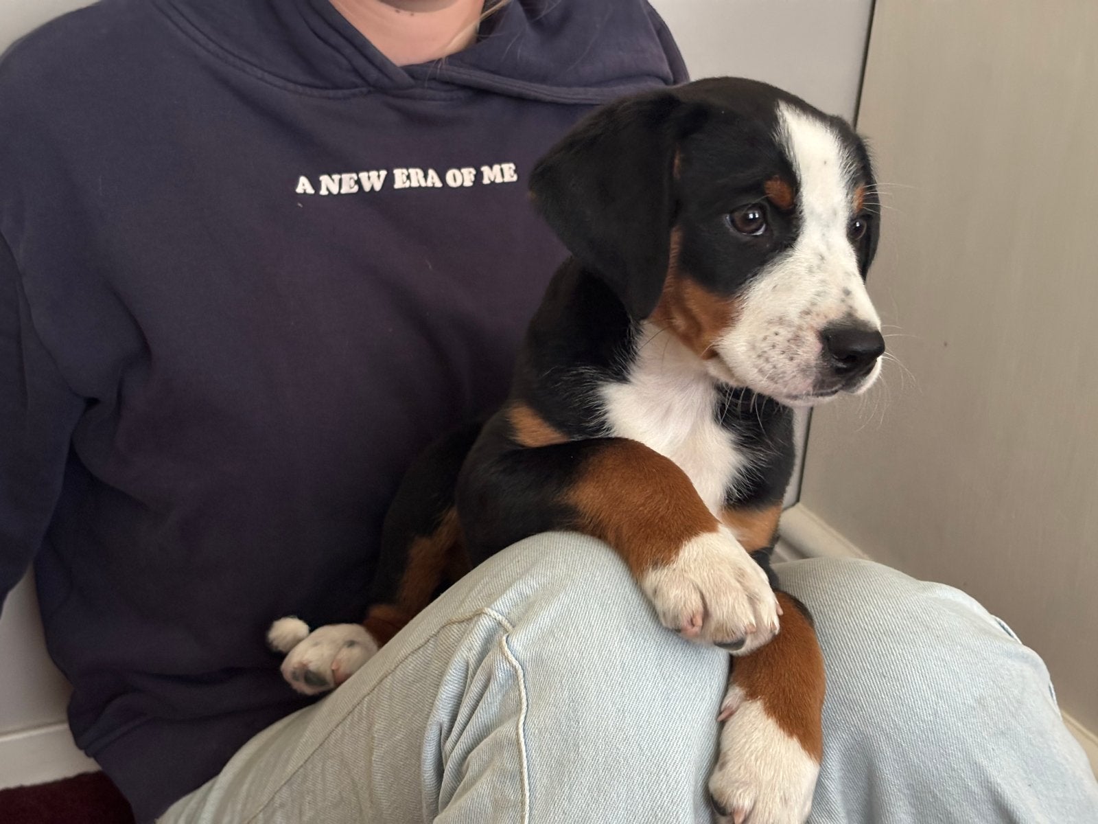 Appenzeller pups, Overige rassen, 8 tot 15 weken, Parvo, Meerdere
