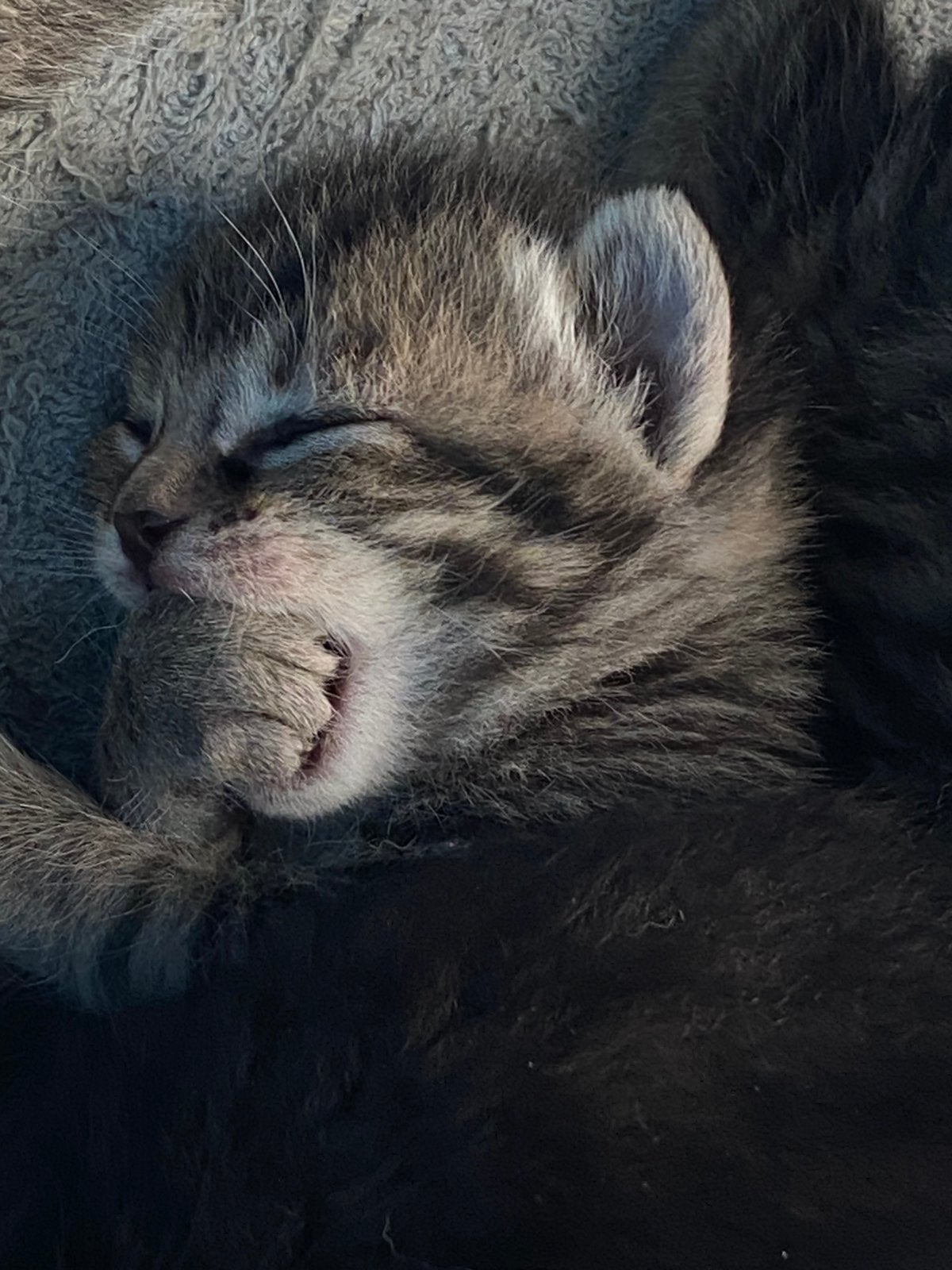 Prachtige, lieve kittens te koop, Meerdere dieren, Kortharig, 0 tot 2 jaar