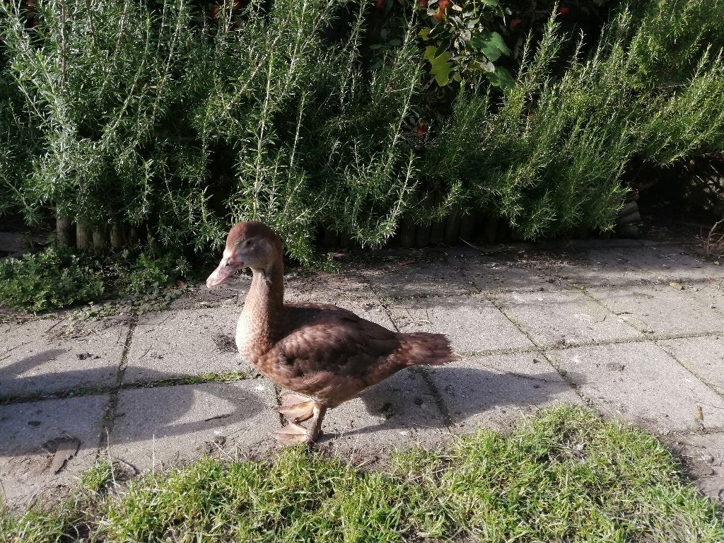 Muskus eend vrouwtje, Dieren en Toebehoren, Vrouwelijk, Eend