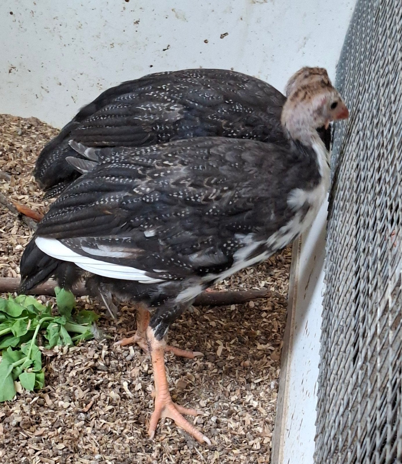 diverse jonge poelepetaten en 2 jonge pauwen, Dieren en Toebehoren, Ophalen, Nieuw, Overige typen