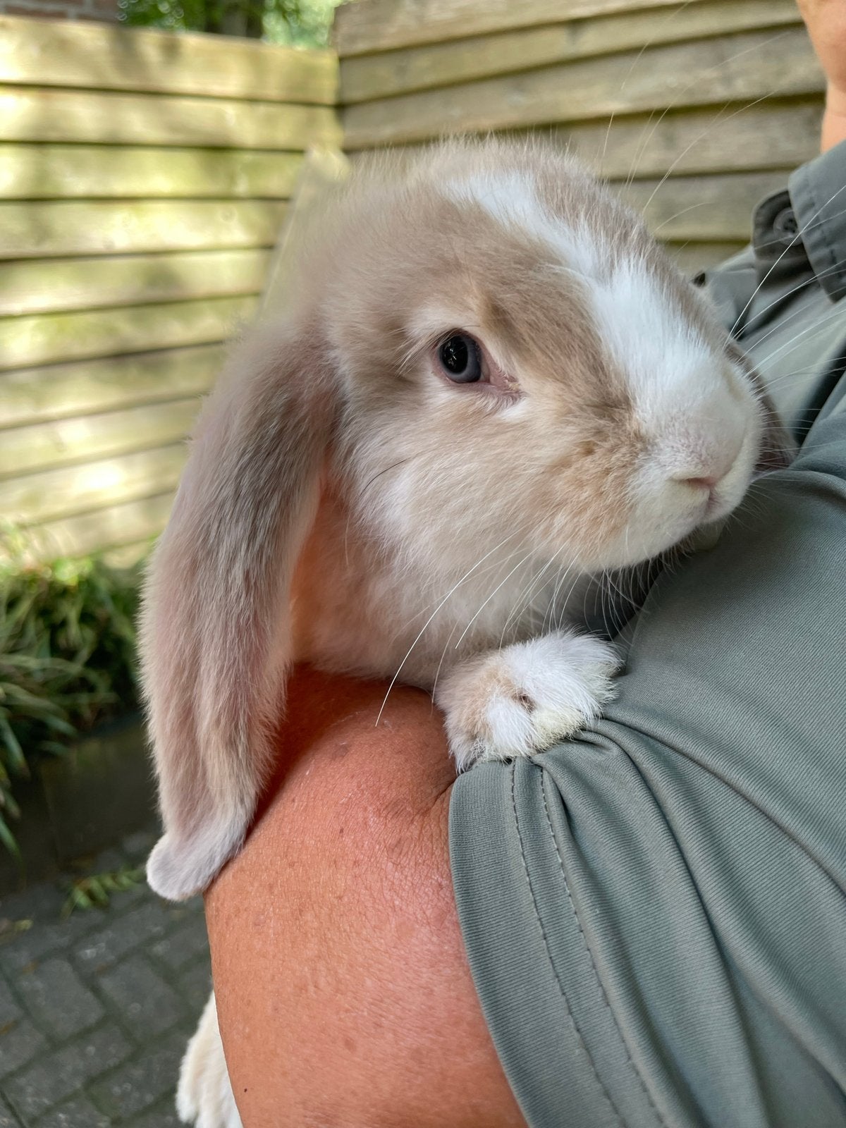 Lieve Franse hangoren, Dieren en Toebehoren, Konijnen, Meerdere dieren, Groot, Hangoor, 0 tot 2 jaar