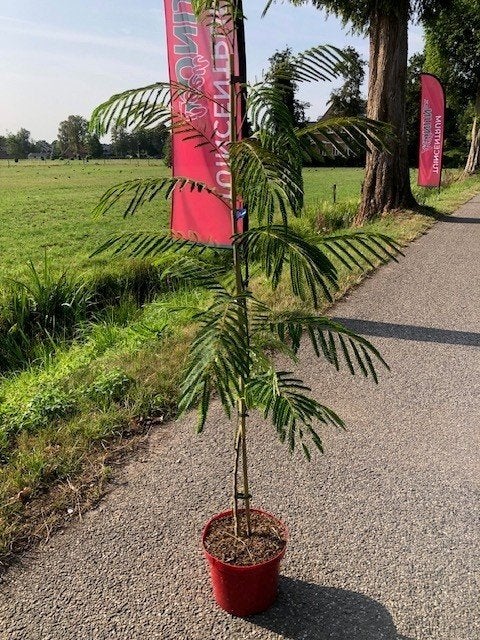 Albizia Slaapboom/Zijdeboom NU VOOR € 16,95  H. 120-130 cm, Overige soorten, 100 tot 250 cm, Zomer, Ophalen