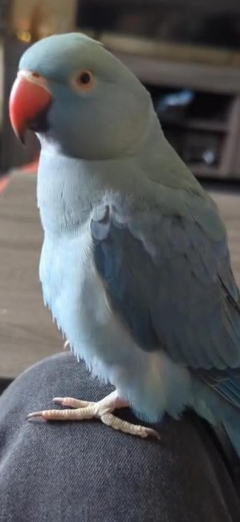 Blauwe ringhals pop 1 jaar oud, Dieren en Toebehoren, Vrouwelijk, Parkiet, Tam