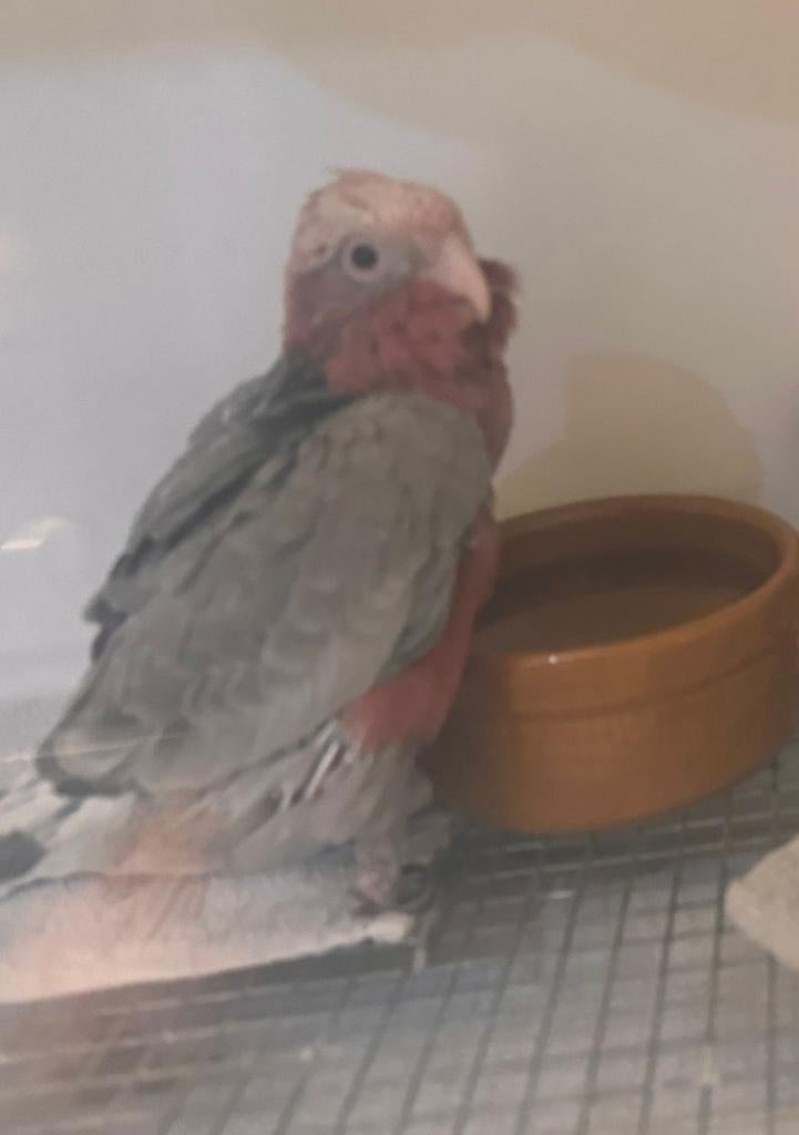Rose kaketoe papegaaien vogel tam papegaai ara, Dieren en Toebehoren, Mannelijk, Papegaai, Tam