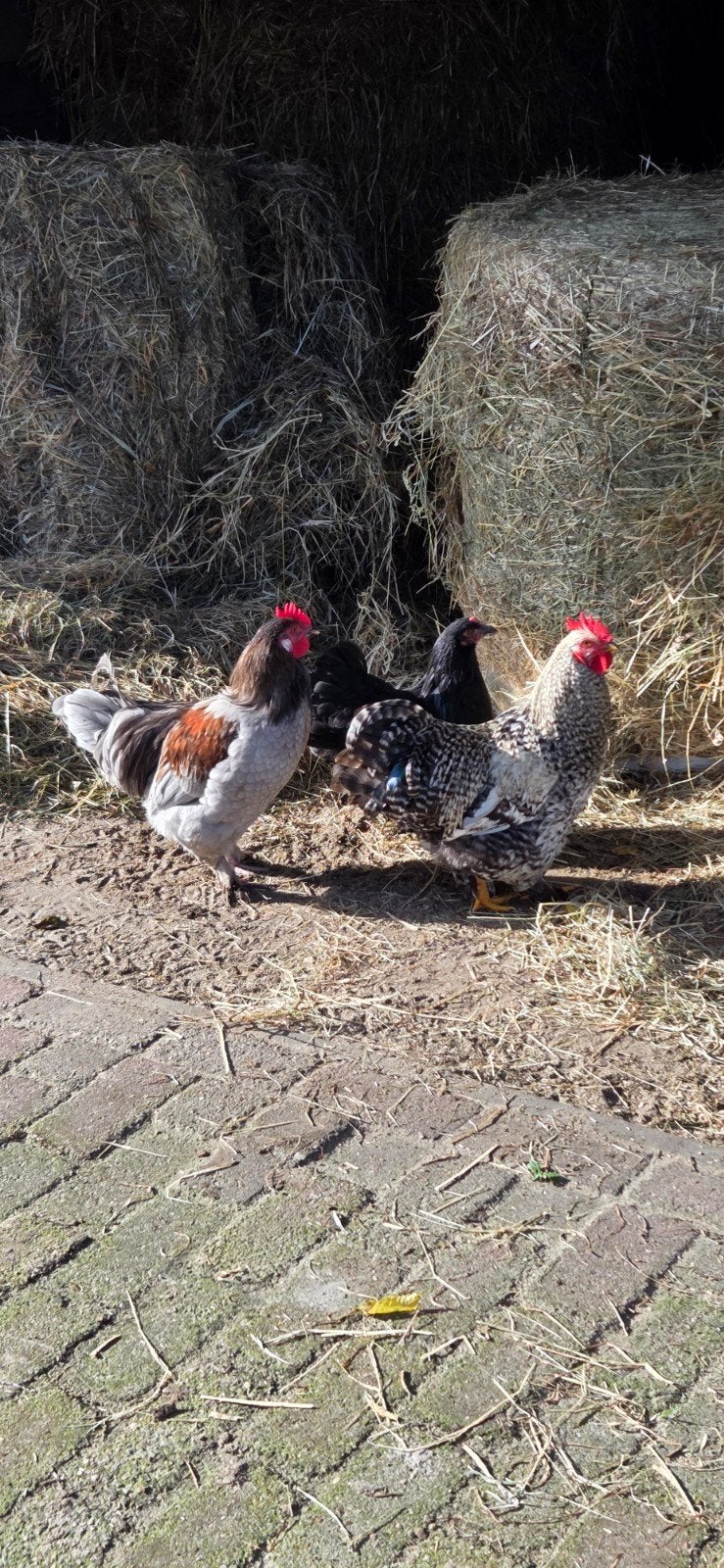 2 mooie haantjes