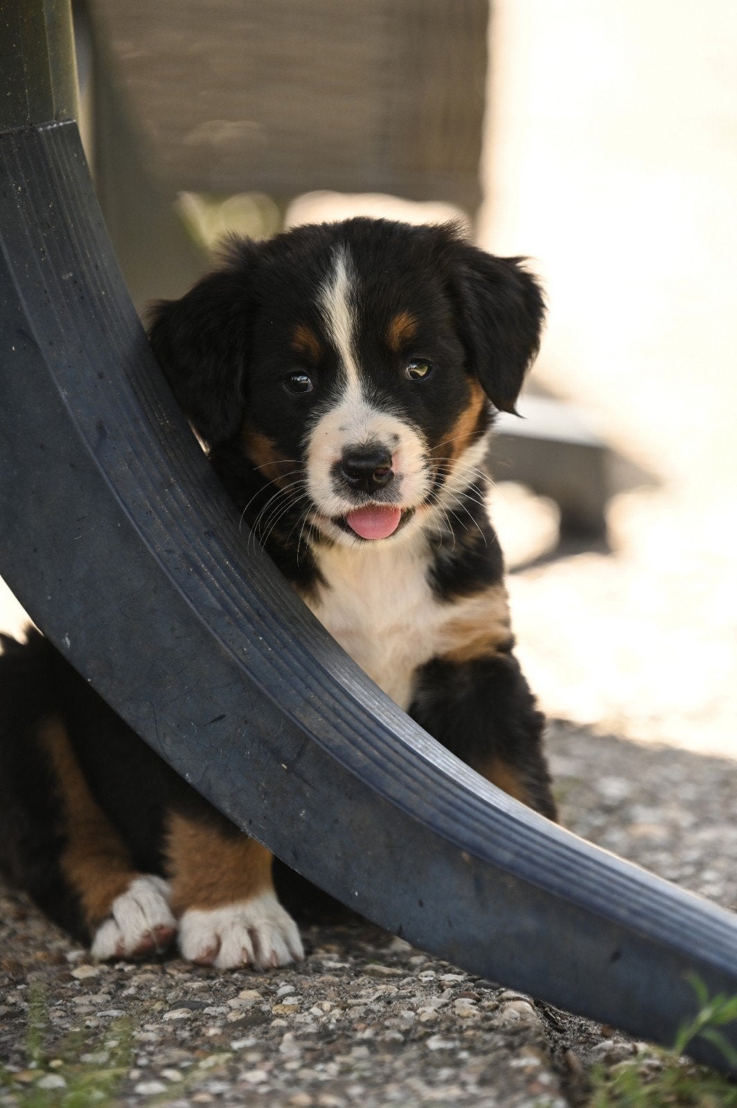 Prachtige Berner Sennen kruising pups, 8 tot 15 weken, Groot, Meerdere, Meerdere dieren