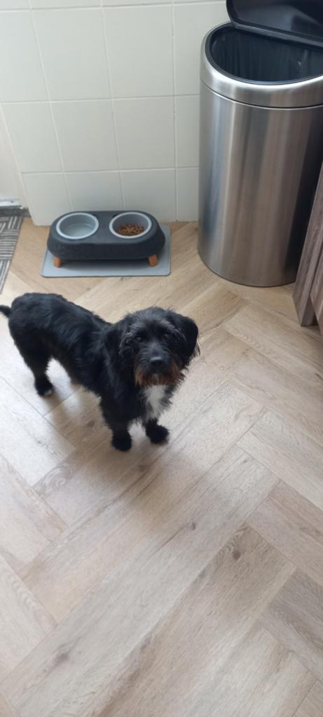 Beagle x toy poedel 10 mnd, Dieren en Toebehoren, Honden | Chihuahua's en Gezelschapshonden, Parvo, 15 weken tot 1 jaar, Teef