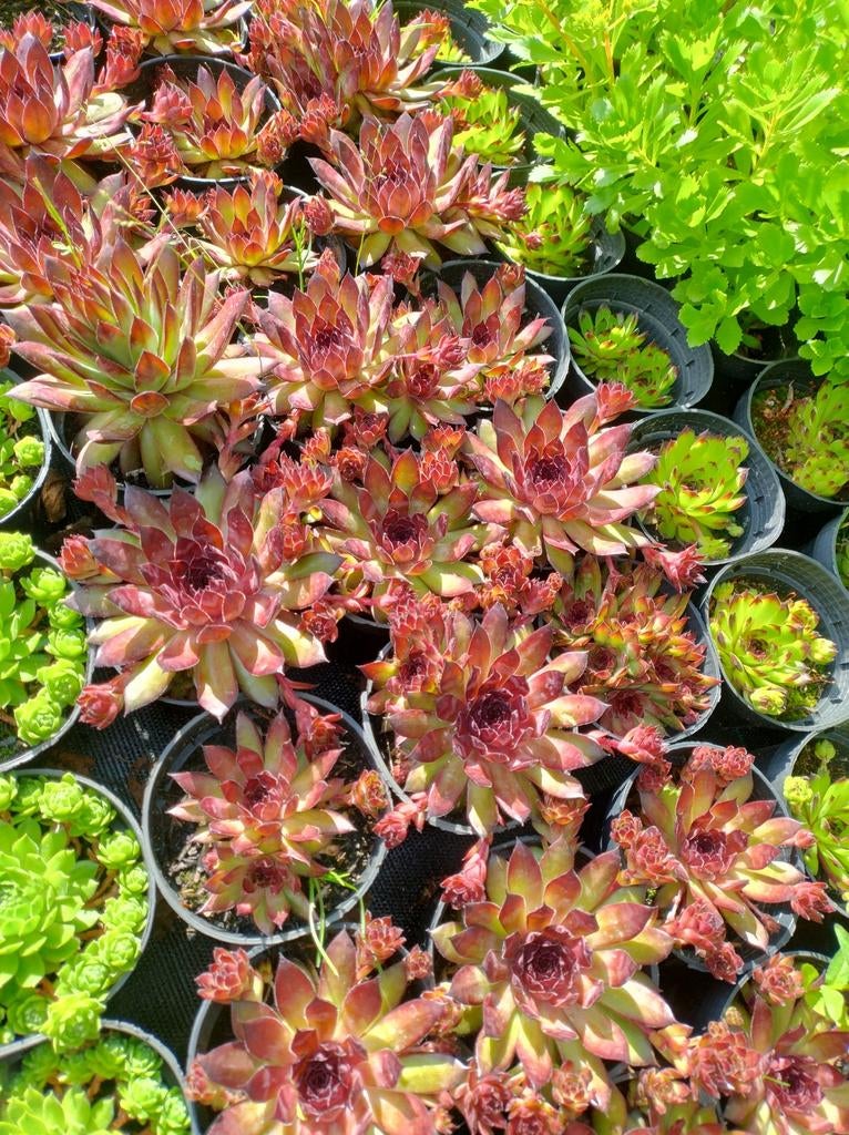 Sempervivum, vetplanten, rotsplanten. Huislook bodembedekker, Overige soorten, Volle zon, Vaste plant, Ophalen of Verzenden