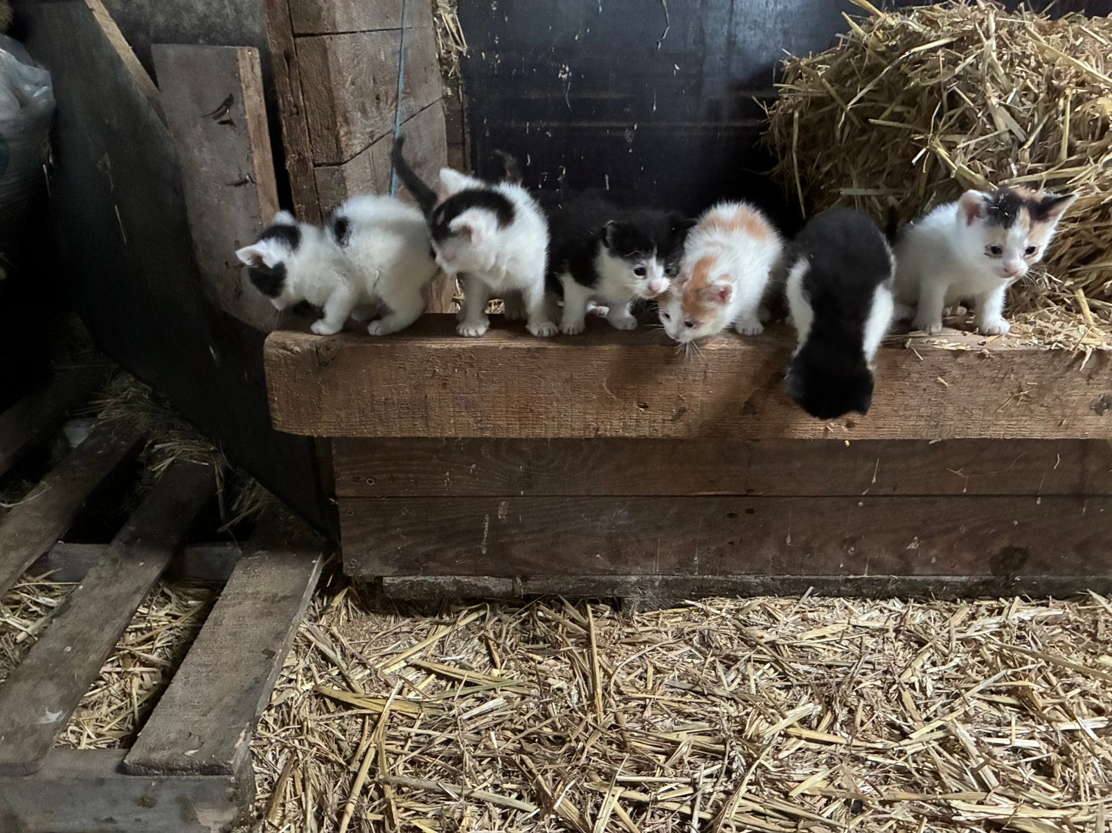 Kittens, Ophalen of Verzenden