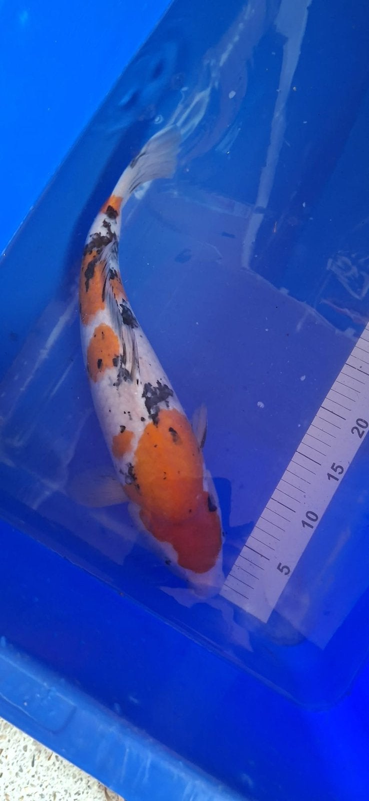 Sanke momotaro met certificaat, Karper of Koi