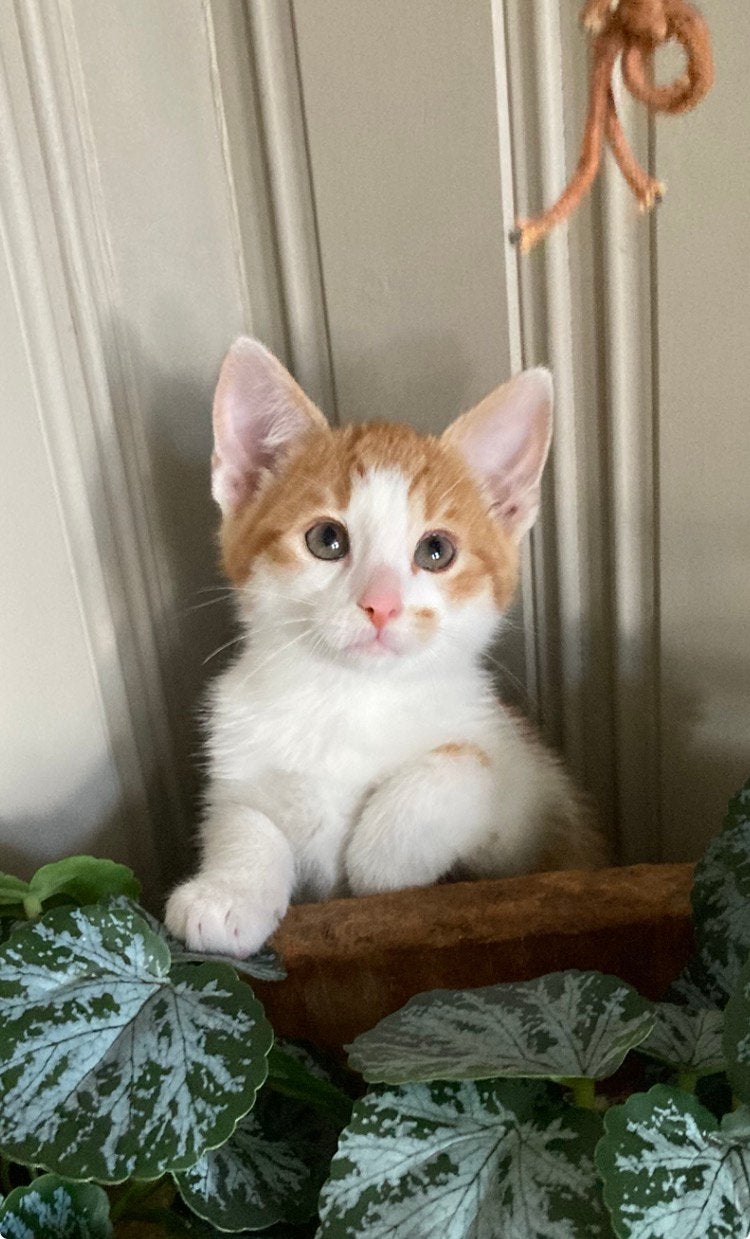 Kittens vrouwtjes/ katertje, Meerdere dieren