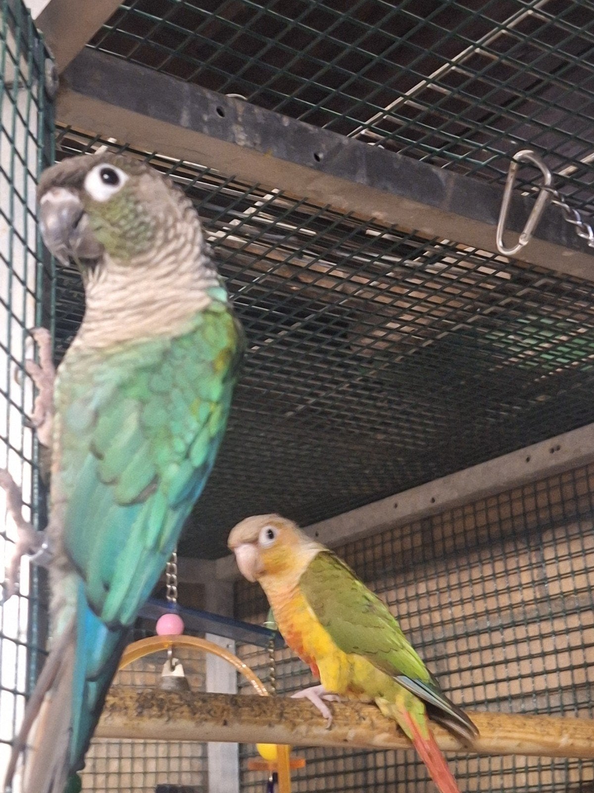 tekoop kopel pyrrhura, Dieren en Toebehoren, Meerdere dieren, Parkiet, Tam