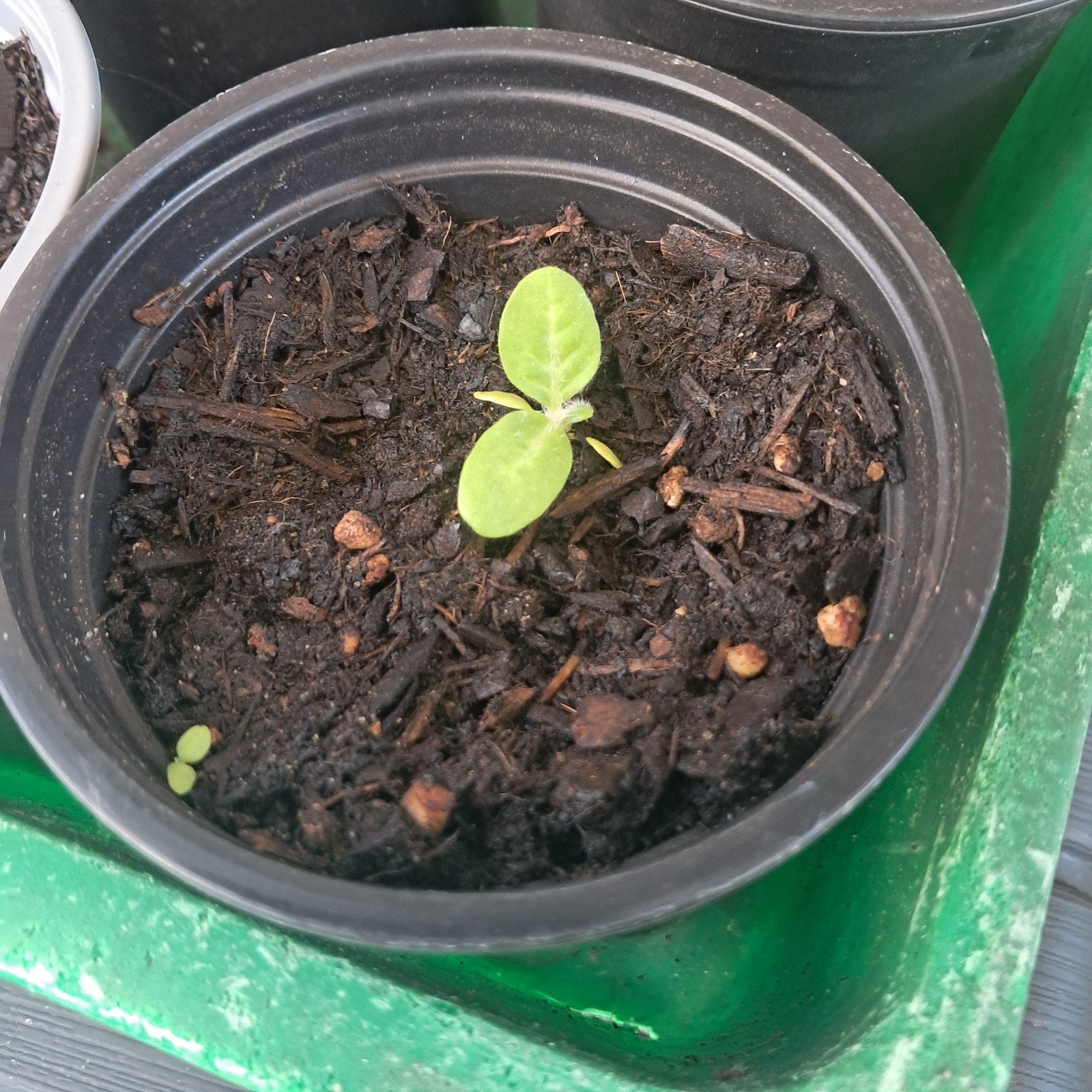 Tabaksplant plantje - Beginneling, Tuin en Terras, Planten | Tuinplanten, Overige soorten, Volle zon, Eenjarig, Ophalen of Verzenden
