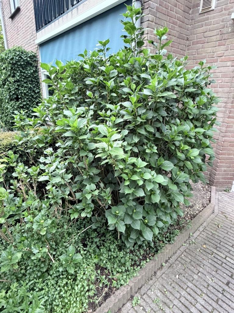 Volwassen Hortensia’s (lila en roze), Vaste plant, Halfschaduw, Zomer, Ophalen