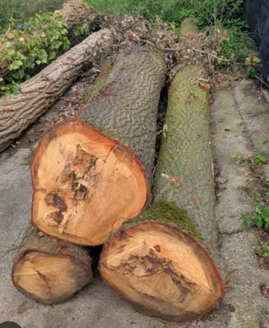 VERS HAARDHOUT TE KOOP – OP HANDZAME LENGTE GEZAAGD!, 3 tot 6 m³, Verzenden
