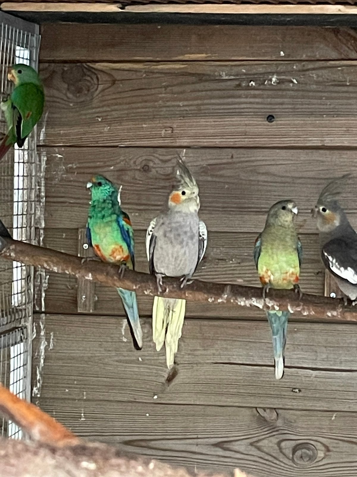 0-2 geparelde valkparkiet, Dieren en Toebehoren, Vogels | Parkieten en Papegaaien, Vrouwelijk, Parkiet