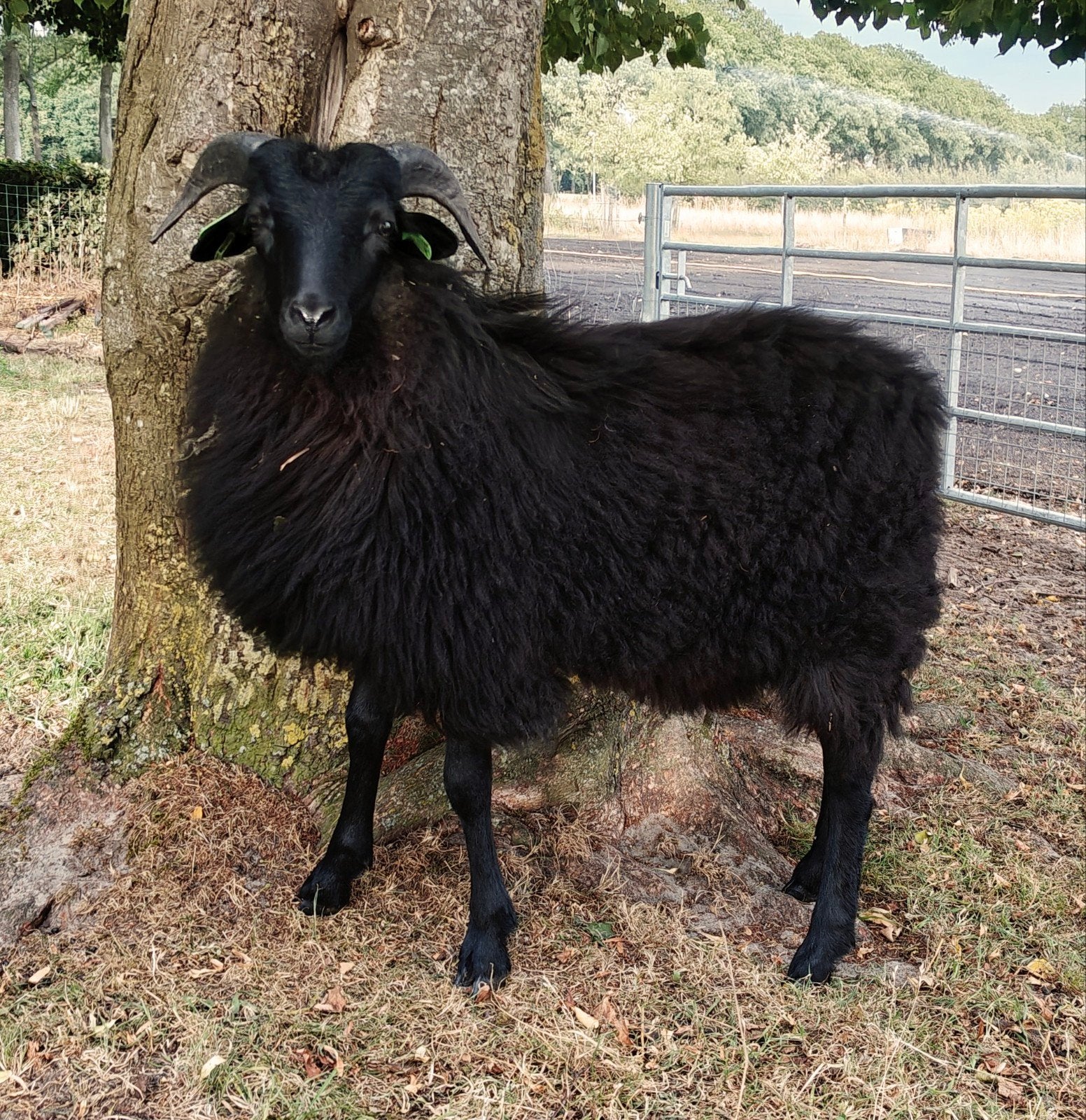 Heidschnucke ram te koop/te huur, Mannelijk, Schaap