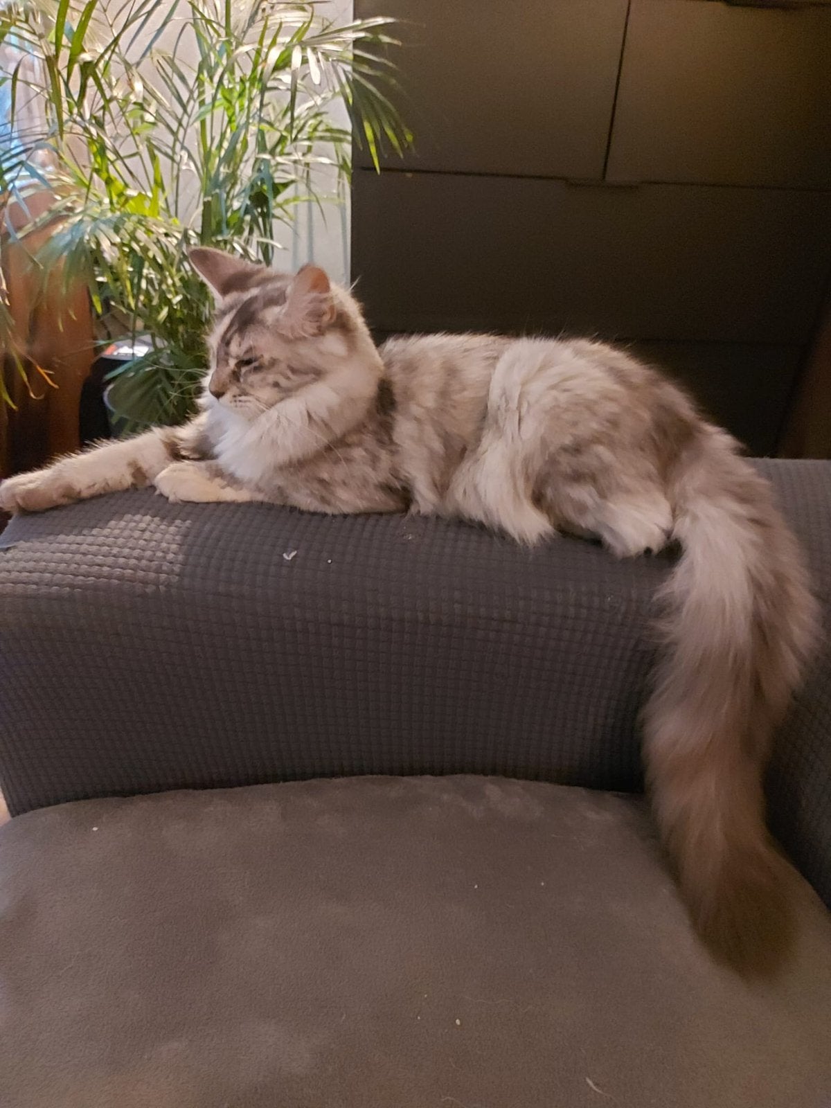 Prachtige jonge Maine coon Poes, Dieren en Toebehoren, Poes