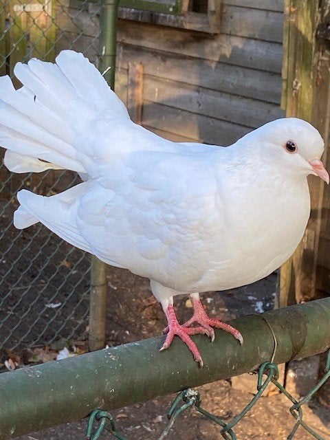 Te koop Pauwstaart duiven, Meerdere dieren, Overige soorten