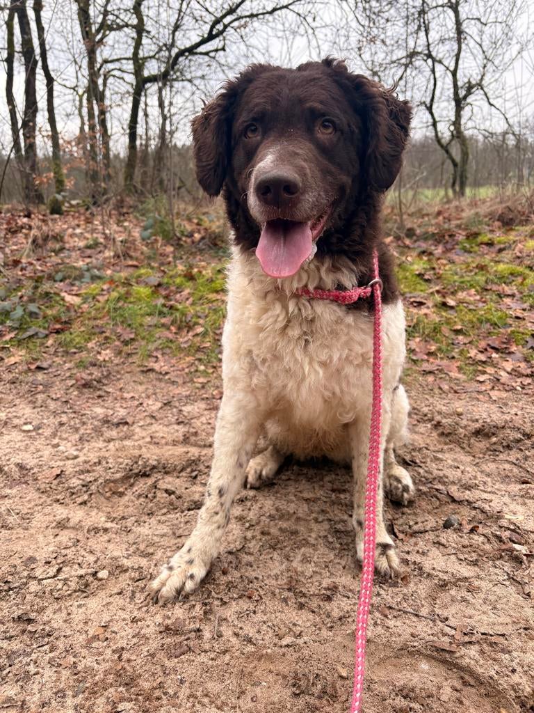 Lieve hond zoekt fijn huis, Teef, Parvo, Eén hond, Nederland