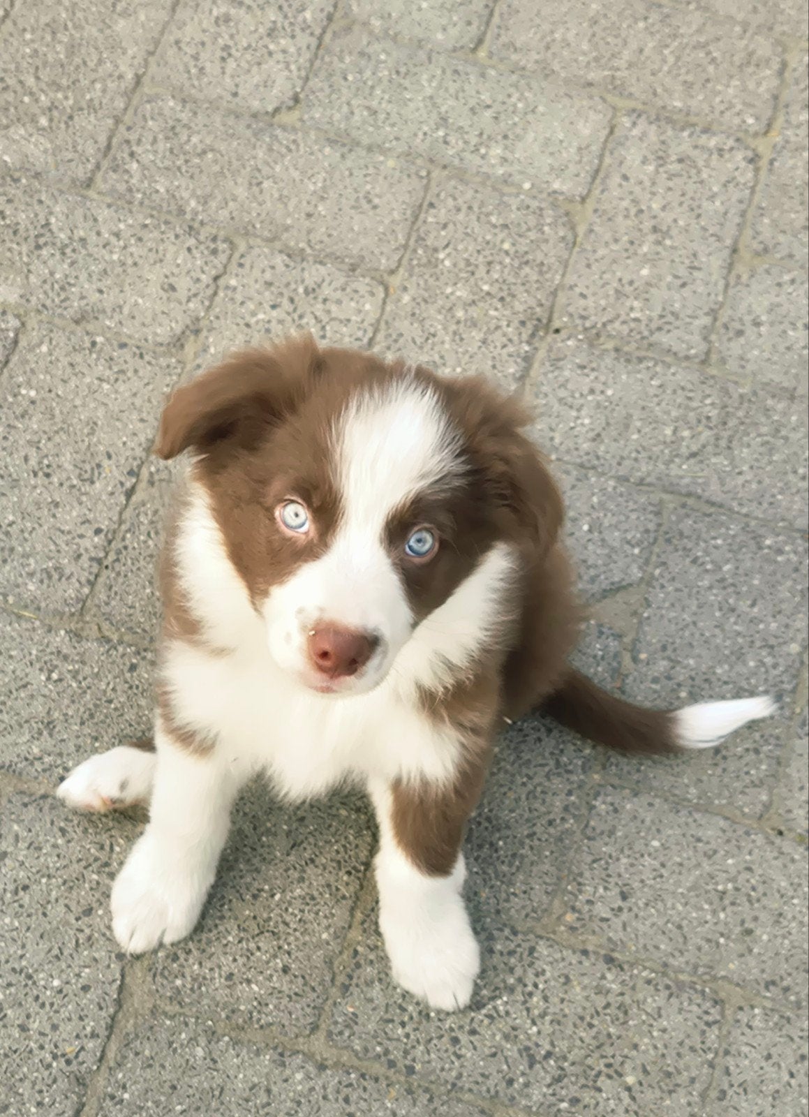 Super leuke Border collie X Australian shepherd pups, Dieren en Toebehoren, Parvo, 8 tot 15 weken, Meerdere, Meerdere dieren