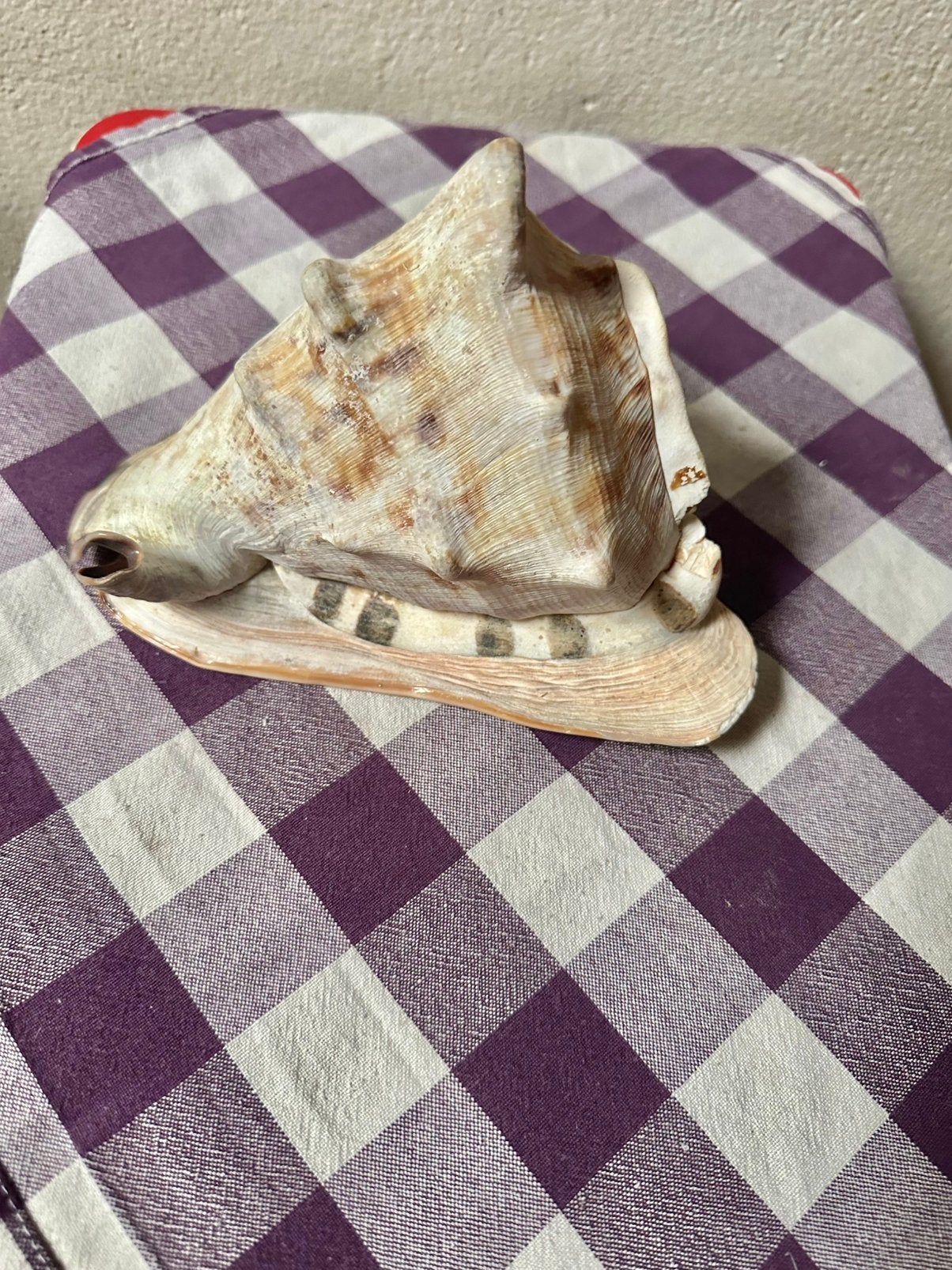 Mooie Cassis Cornuta schelp, Verzamelen, Ophalen of Verzenden, Schelp(en)