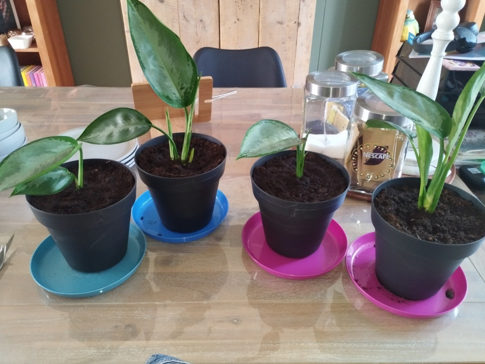 Jonge Aglaonema plantjes in pot, Ophalen, In pot, Halfschaduw, Minder dan 100 cm