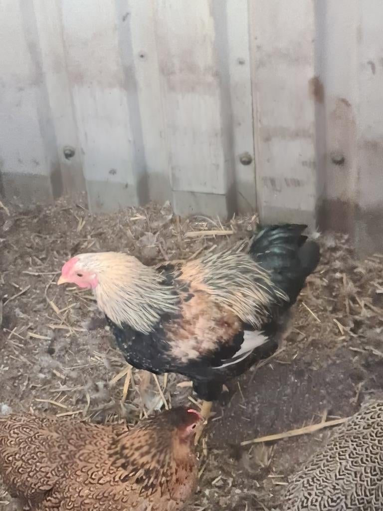 Wyandotte haan geel patrijs, Dieren en Toebehoren, Pluimvee, Mannelijk, Kip