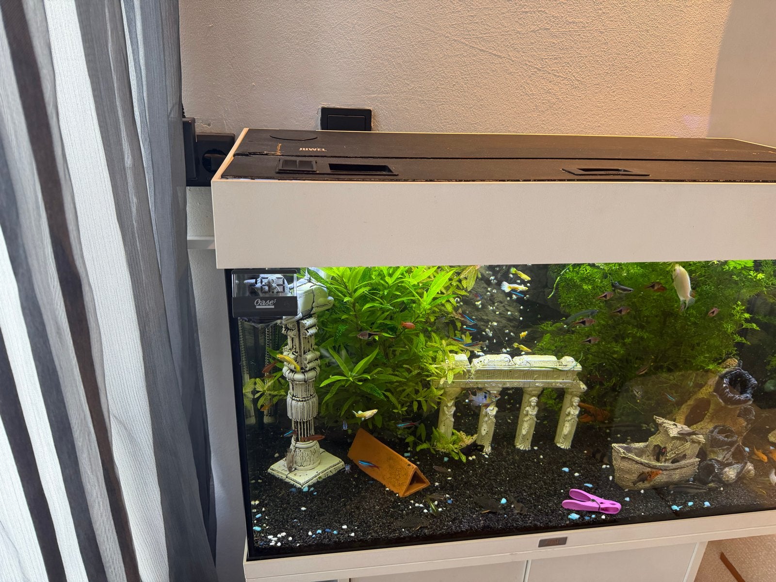 JUWEL Aquarium Compleet met Kast, Dieren en Toebehoren, Ophalen