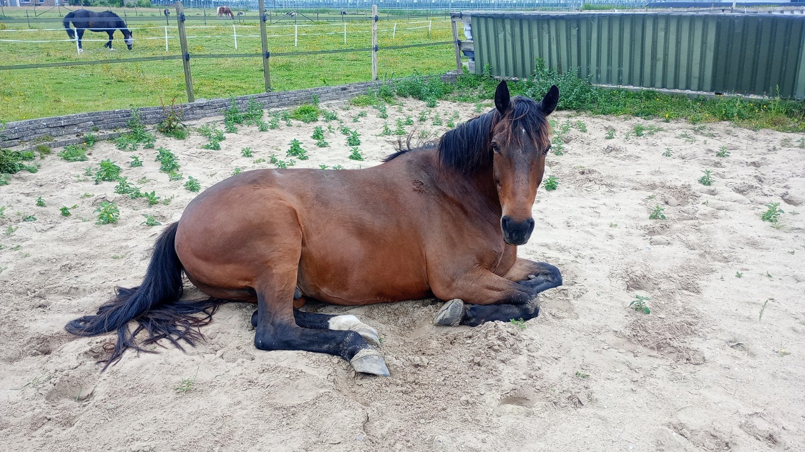 Gezocht stalling voor 4 paarden, Stalling
