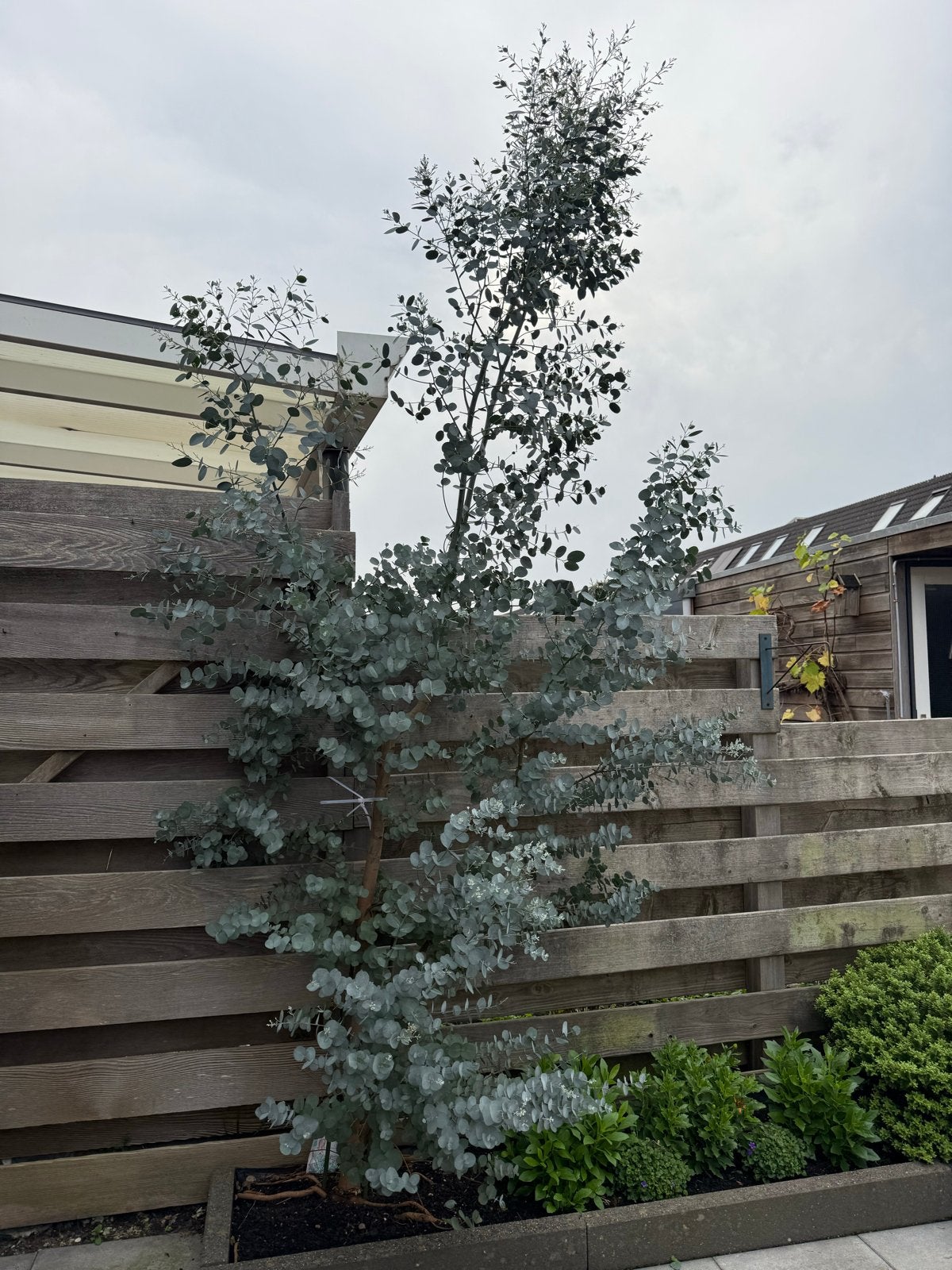 Eucalyptus Azura - Winterharde Blauwe Gomboom, Volle zon, Vaste plant, Bloeit niet, Ophalen