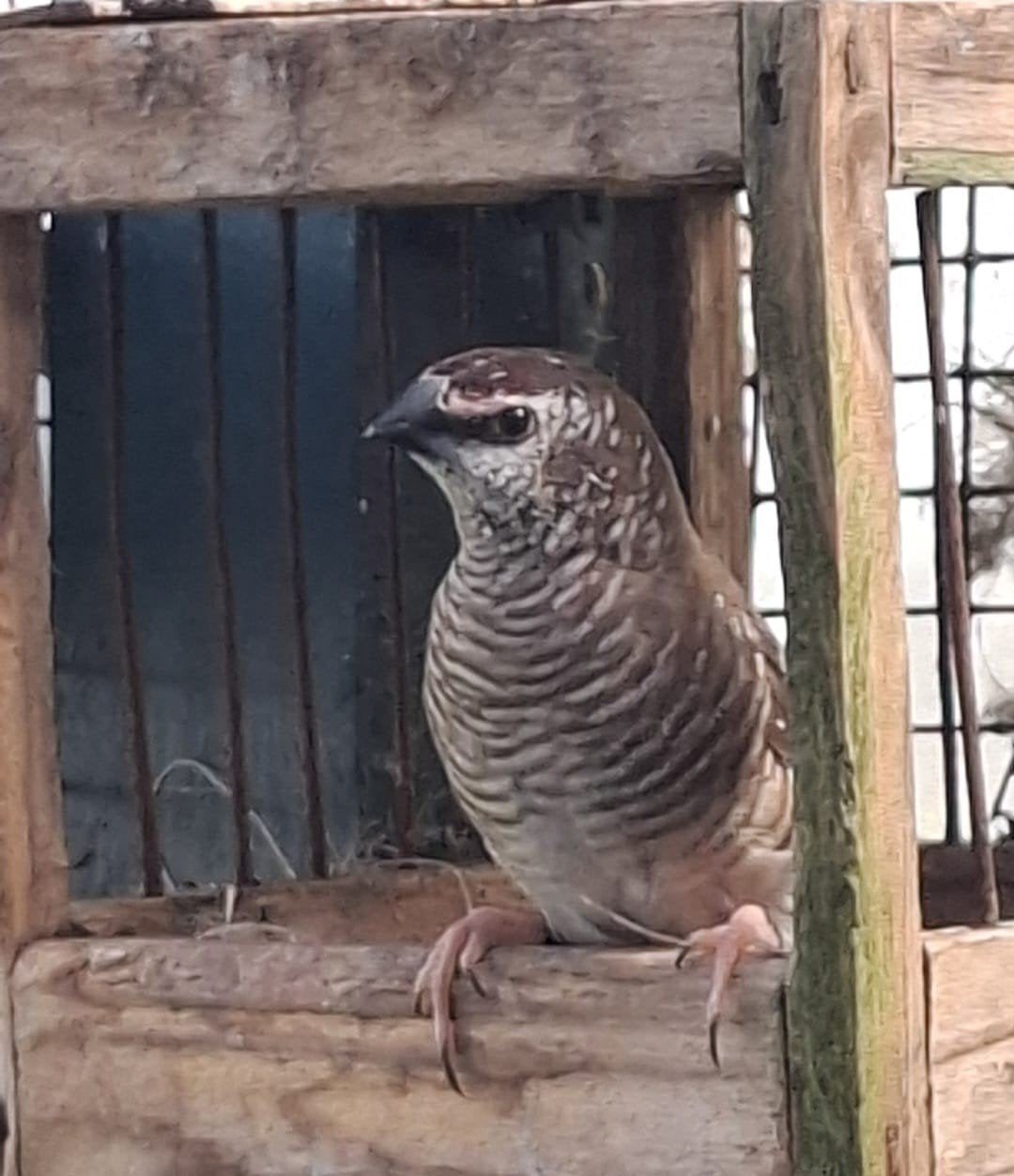 voliere vogels te koop, Dieren en Toebehoren, Meerdere dieren