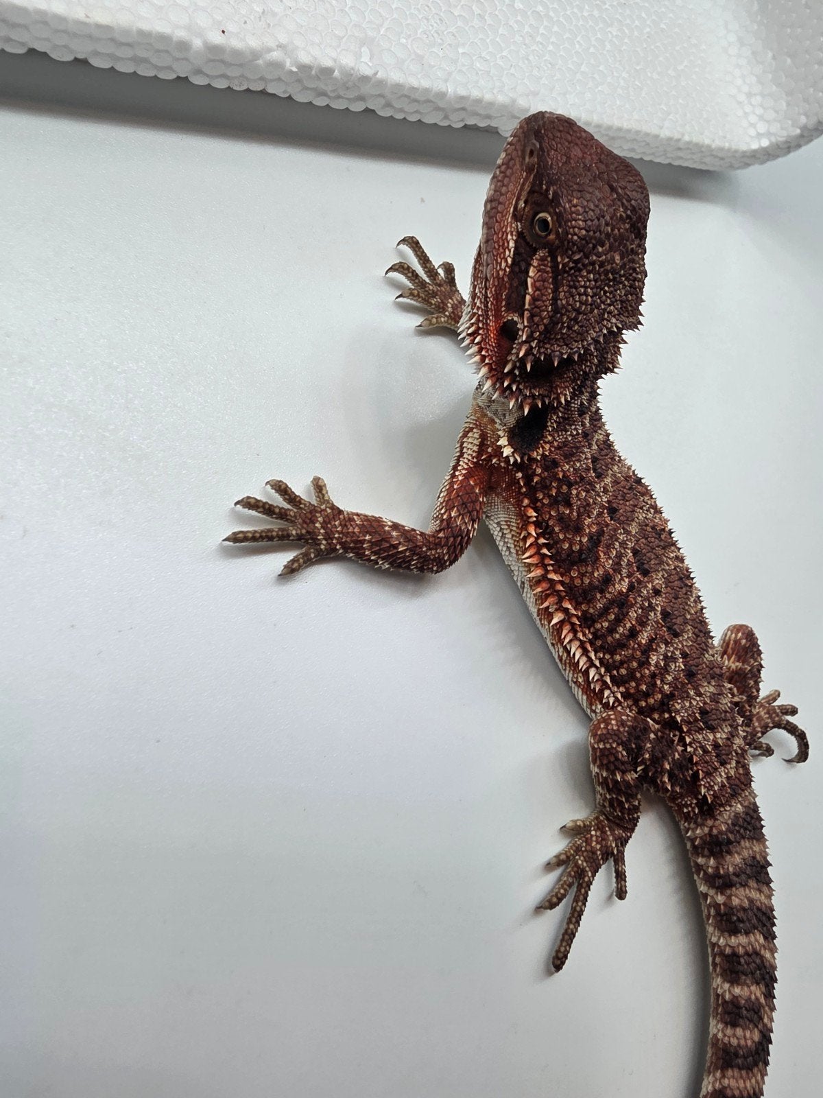 Baardagaam dark red monster het hypo vrouw Bearded Dragon - female for sale from Vincent