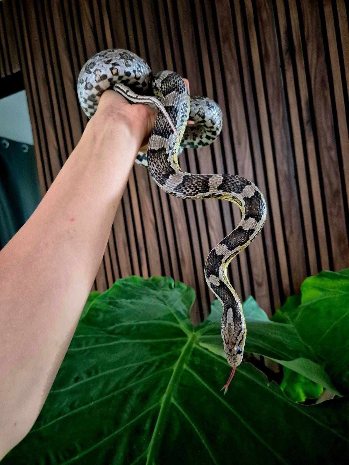 Rattenslangen uit opvang zoeken een nieuw thuis Rat Snake photo 4