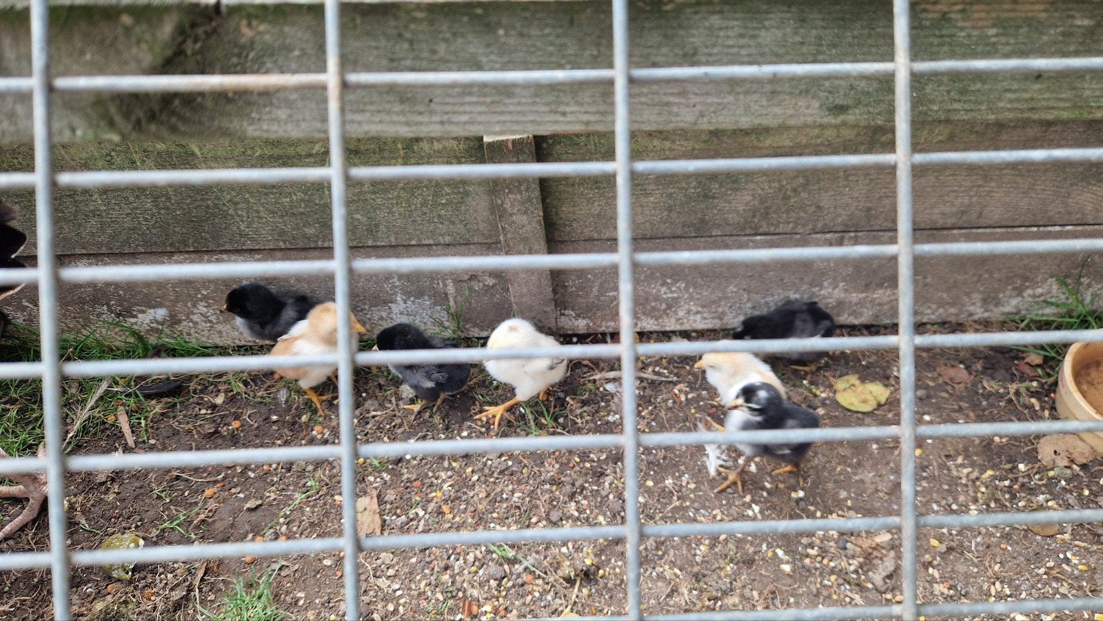 thai x reunion kip met kuikens, Dieren en Toebehoren, Meerdere dieren, Kip