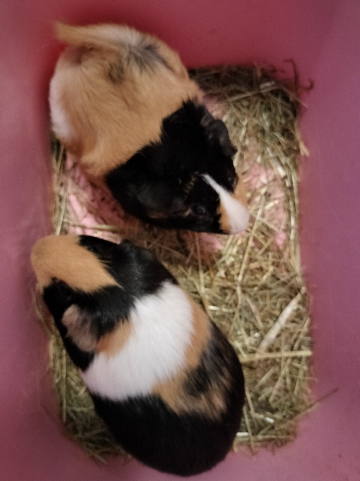 2 lieve jonge cavia beertjes, Dieren en Toebehoren, April, Mannelijk, Cavia