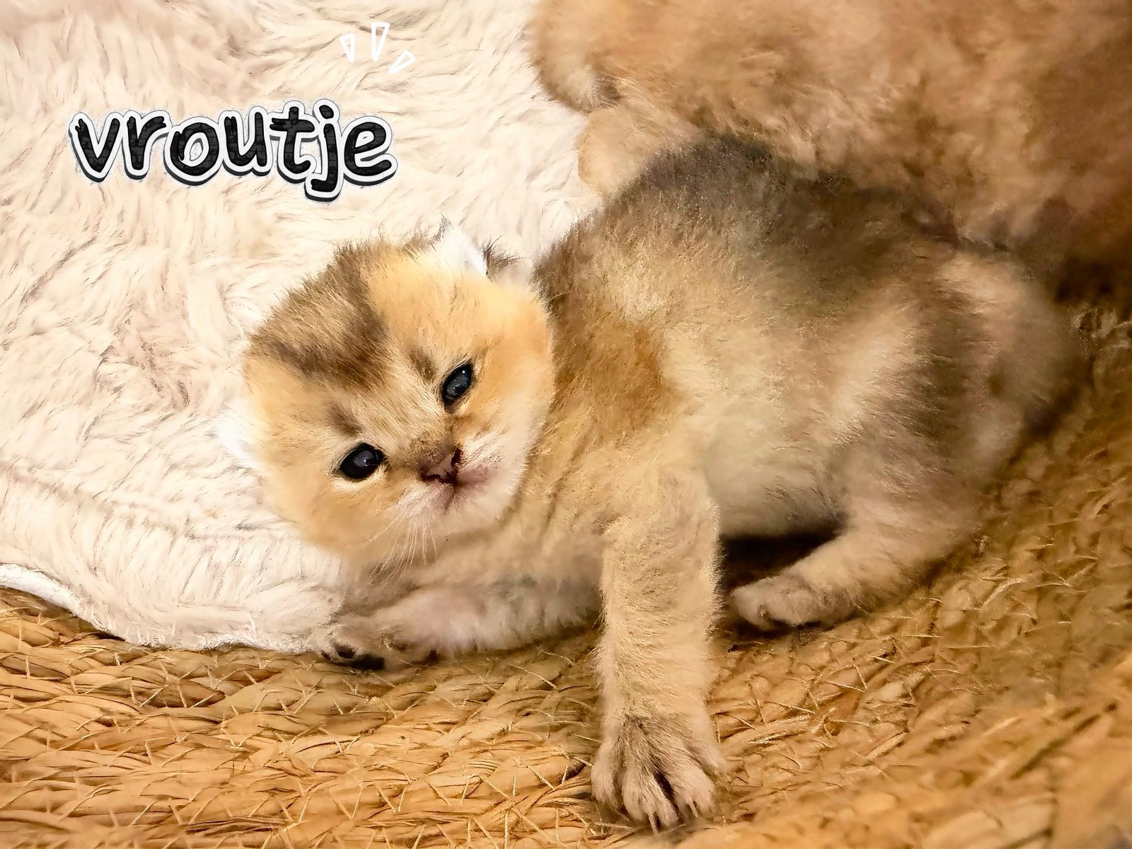 Prachtige Britse Golden kittens zoeken een liefdevol thuis, Meerdere dieren, Gechipt, 0 tot 2 jaar
