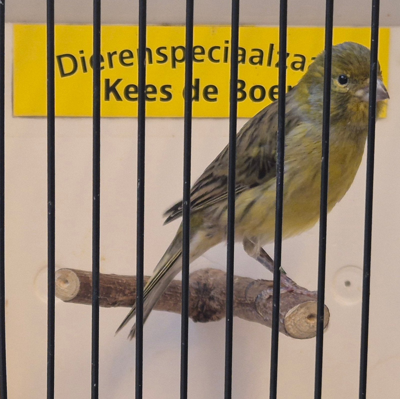 timbrado kanarie man, Dieren en Toebehoren