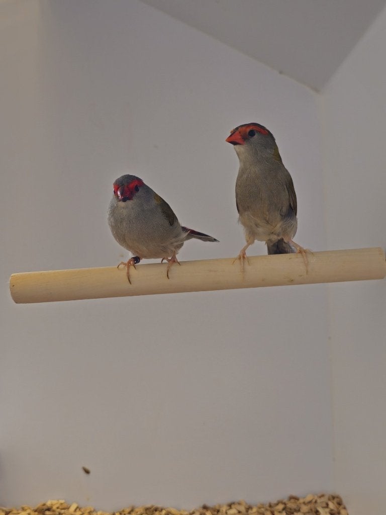 Dornastrilde | Verschillende broedkoppels | Goede conditie, Meerdere dieren, Tropenvogel, Geringd