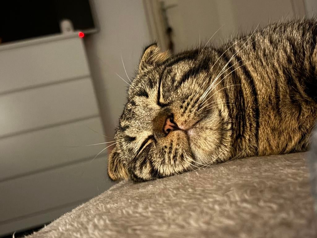 1 jaar oud & nette kat, Kater, Ontwormd, 0 tot 2 jaar