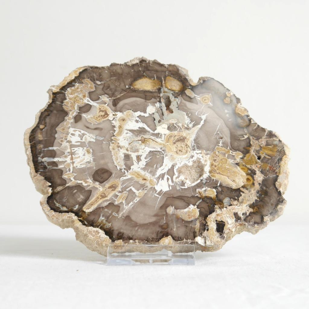 Versteend hout schijf, Ophalen of Verzenden, Mineraal