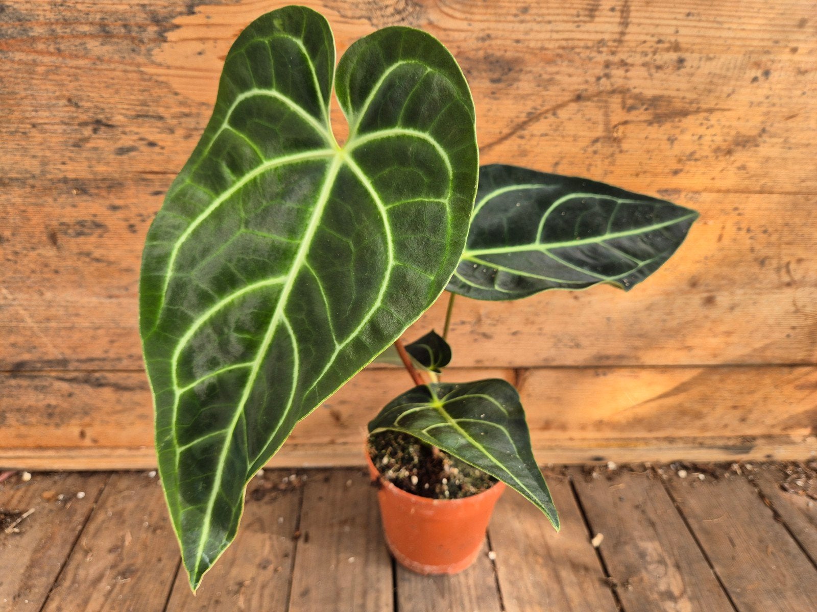 Anthurium Regale p12 (B), Huis en Inrichting, Ophalen of Verzenden, Halfschaduw, Minder dan 100 cm
