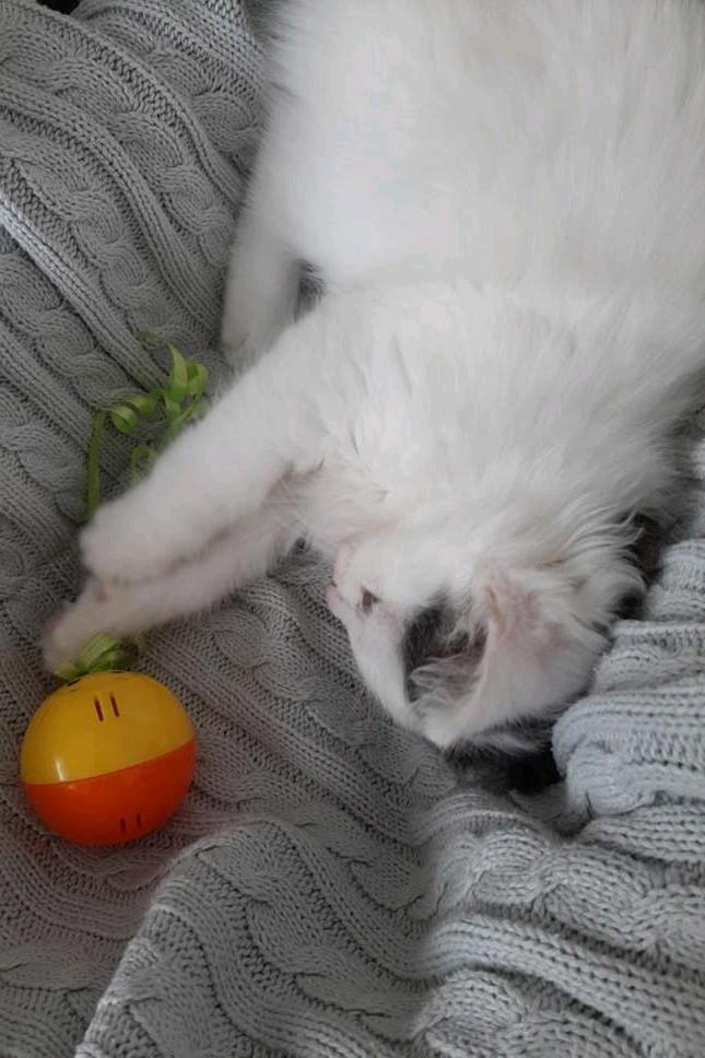 Kitten katertje langhaar info lezen!, Dieren en Toebehoren, Kater, 0 tot 2 jaar