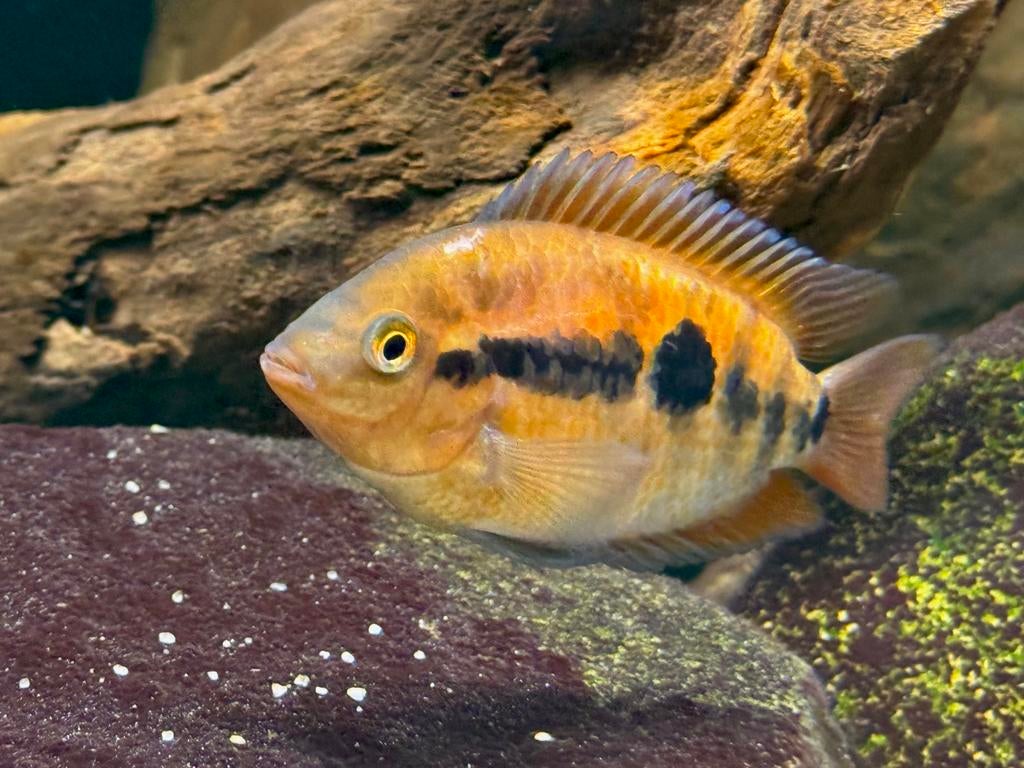 Koppel Herotilapia multispinosa oranje, Dieren en Toebehoren, Vissen | Aquariumvissen, Vis