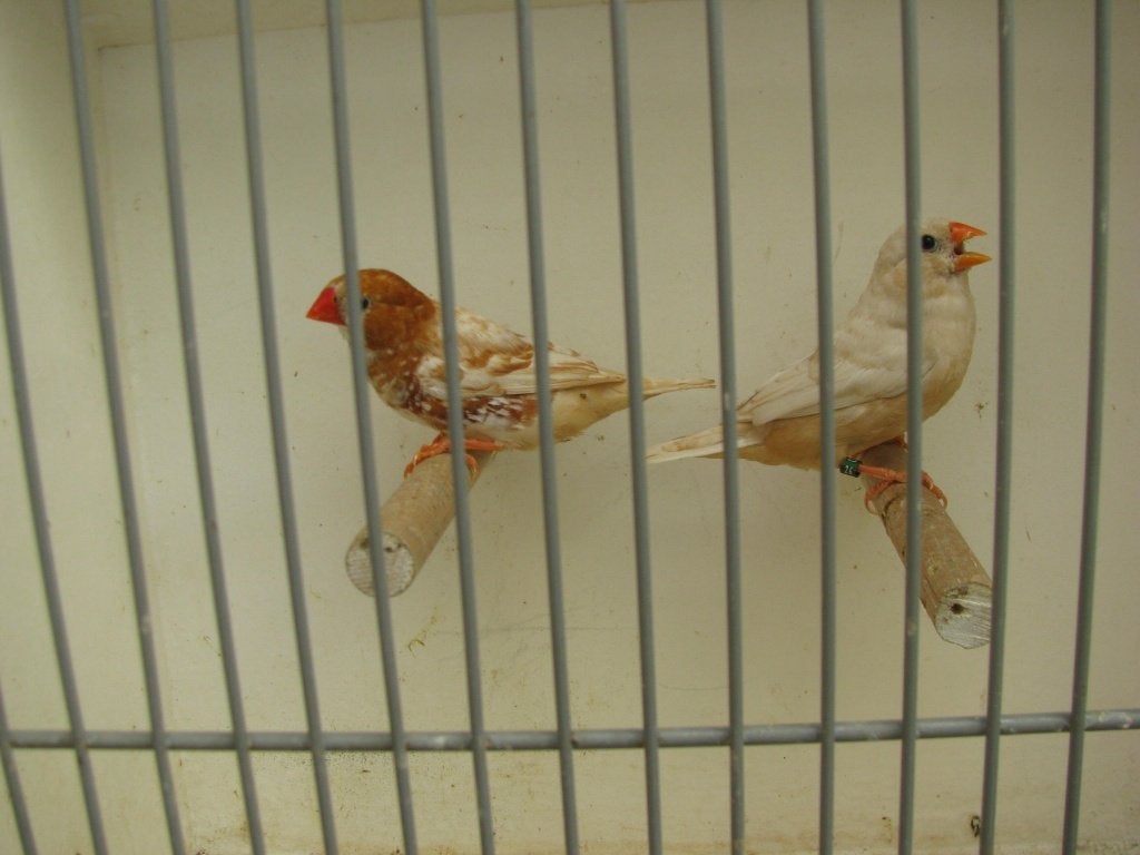 koppel oranjeborst zwartborst isabel bruin zebravinken, Meerdere dieren