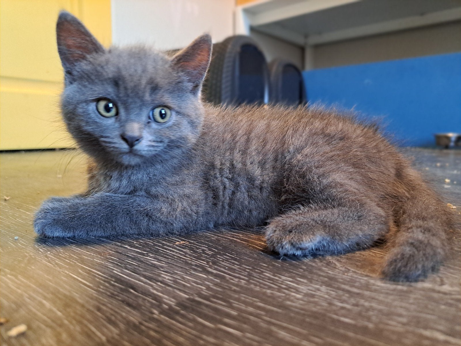 drie lieve mooie kittens, Meerdere dieren